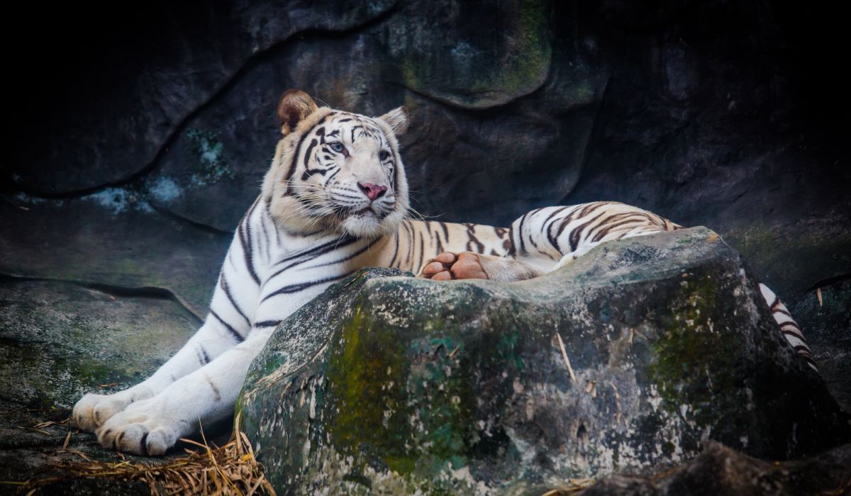 A white tiger sitting near a rock