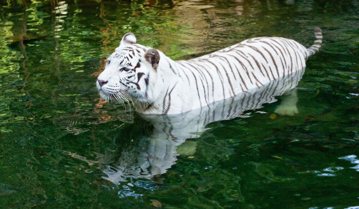 A white tiger swimming in water